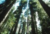 Redwood National Park