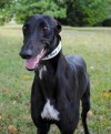 Pets of the week