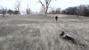 Gary K-9