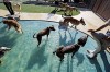 Dogs and water: How to play and exercise safely