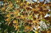 Better than ever: Orchids are now a favorite and accessible bloom with a long-lasting bonus