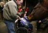 Gentle horses work hard to help those with special needs