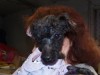 Phyllis