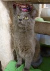 Pets of the week