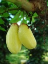 Herbal Healer: What is bilimbi?