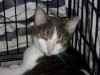 Pets of the week