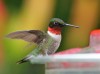 Sweeten bill of fare to woo hummingbirds 