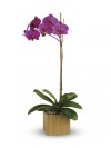 Teleflora's Imperial Purple Orchid