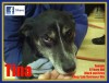 Pets of the week
