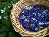 uPick Violets at The Urban Ranch
