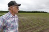 Corn is emerging on Martin Kroll's land in southwest Lake County