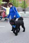 Belgian Malinois stars at Valpo Police 5K/9 run