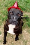 Pets of the week