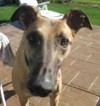 Pets of the week