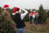 Cut your own Christmas Tree