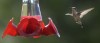 Century of study focuses on birds in Illinois