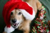 How to get your pets into the holiday spirit