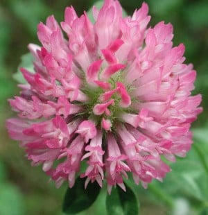 Herbal Healer: What is red clover?