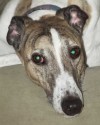 Pets of the week