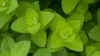 Apple Mint