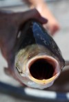 Report: Asian carp could reach all five Great Lakes