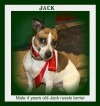 Pets of the week