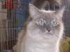 Pets of the week