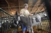 Miniature horses groom young 4-H'ers to be good caretakers  