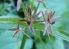 Herbal Healer What is nutgrass?