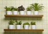 Grow in small spaces: Container gardening perfect for compact areas