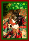 Pets of the week