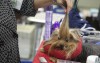 Steel City Kennel Club dog show continues today at Lake County Fairgrounds