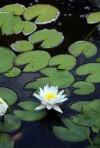 A water lily in the pond