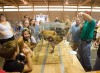 Roosters strut and crow at Porter County Fair