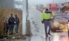 Horse loose on Interstate 94