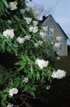 White flowers on shrub