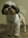 Pets of the week