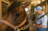 FAIRHORSES - Stone Ridge training center