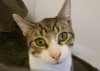 Pets of the week
