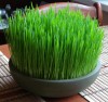 Wheatgrass