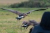 Arrow-impaled goose flies off despite wound