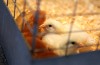 Students get close-up look at farm animals during 4-H event