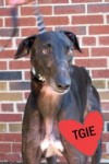 Pets of the week