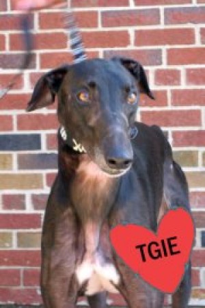 Pets of the week
