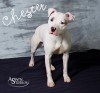 Chester