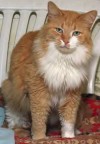 Pets of the week