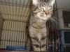 Pets of the week
