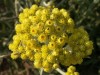 Herbal Healer: What is everlasting?