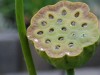 Herbal Healer: What is lotus seed?