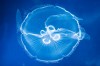 Languid jellies get their due at Shedd Aquarium
